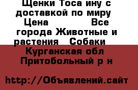 Щенки Тоса-ину с доставкой по миру › Цена ­ 68 000 - Все города Животные и растения » Собаки   . Курганская обл.,Притобольный р-н